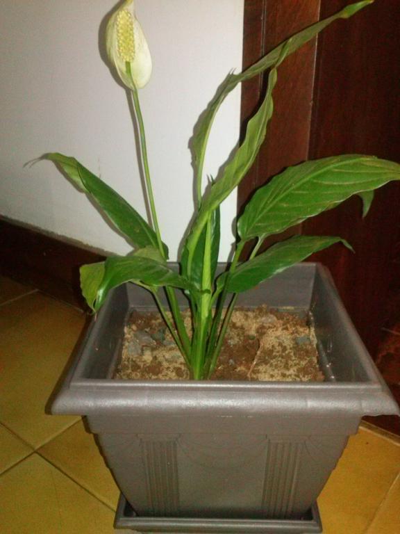 Petit Hotel Caraguata Puerto Iguazu Bagian luar foto